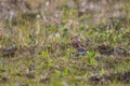 Spoon-billed sandpiper in Siberia Russia Royalty Free Stock Photo