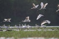 Spoon bills flock flight at a wetland in evening light