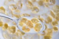 Spoon of cornflakes, Cereal with milk - simple breakfast