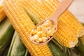 Spoon with kernels on corn cobs, closeup Royalty Free Stock Photo
