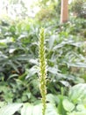 Spoon leaf plant in bloom on green leaves