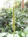 Spoon leaf plant in bloom on green leaves