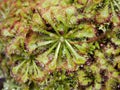 Spoon leaved sundew plant ,drosera spatulta capensis Royalty Free Stock Photo