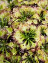 Spoon leaved sundew plant ,drosera spatulta capensis Royalty Free Stock Photo