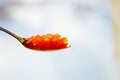 Spoon red caviar close up macro Royalty Free Stock Photo