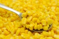 Spoon of sweetcorn kernels