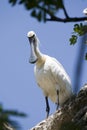 Spoonbill Royalty Free Stock Photo