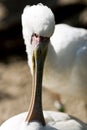 Spoonbill bird Royalty Free Stock Photo