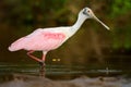 Spoonbill bird. Beautiful sunrise with bird, Platalea ajaja, Roseate Spoonbill, in the water sun back light, detail portrait of bi Royalty Free Stock Photo