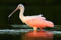 Spoonbill bird. Beautiful sunrise with bird, Platalea ajaja, Roseate Spoonbill, in the water sun back light, detail portrait of bi