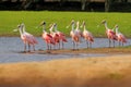 Spoonbill bird, flock near river. Beautiful sunrise bird, Platalea ajaja, Roseate Spoonbill, in the water sun back light, detail p Royalty Free Stock Photo