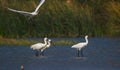 Spoonbill birds in blue water of a wetland in India Royalty Free Stock Photo