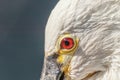 Spoonbill close up portrait. Common spoonbill Platalea leucorod