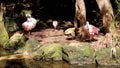 The spoonbill family are long-legged wading birds with very colorful pink plumage that inhabit lakes Royalty Free Stock Photo