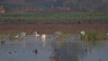 Spoonbill Fishing in the morning