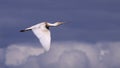 Spoonbill in Flight Royalty Free Stock Photo