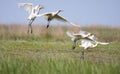 Spoonbill flock Royalty Free Stock Photo