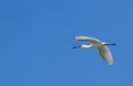 A Spoonbill Royalty Free Stock Photo