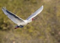 Spoonbill in full flight Royalty Free Stock Photo