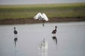 Spoonbill and glossy ibis, Plegadis falcinellus, India