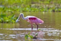 Spoonbill hunting