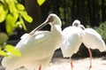 Spoonbill and ibis bird portrait Royalty Free Stock Photo