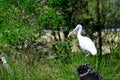 Spoonbill or Platalea leucorodia