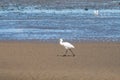 Spoonbill, Platalea leucorodia, walking on sand flat at low tide Royalty Free Stock Photo