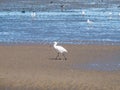 Spoonbill, Platalea leucorodia, walking on sand flat at low tide Royalty Free Stock Photo