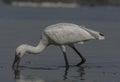 Spoonbill Platalea wadding in the lake. Royalty Free Stock Photo