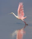 Spoonbill Takeoff