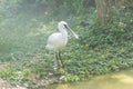 A spoonbill white bird platalea standing in a lakeside