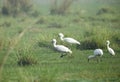 Spoonbills feeding in grasses Royalty Free Stock Photo