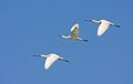 Spoonbills flying Royalty Free Stock Photo