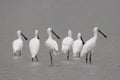 Spoonbills resting Royalty Free Stock Photo