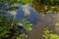 Spoonbills and a Tricolored Heron in the Swamp