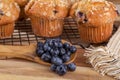 Spoonful of Blueberries and Blueberry Muffins Royalty Free Stock Photo