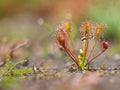 Spoonleaf sundew