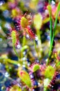 Spoonleaf sundew Drosera intermedia