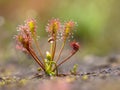 Spoonleaf sundew is an insectivorous plant species Royalty Free Stock Photo