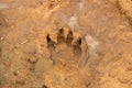 The spoor of an animal left in mud Royalty Free Stock Photo