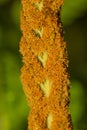 Sporangia on fertile frond of cinnamon fern in Connecticut