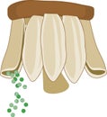 Sporangiophore of Equisetum arvense horsetail with spores