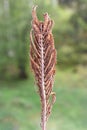 Matteuccia struthiopteris Ostrich fern spores