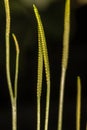 Spore-bearing Stalks of Adder`s-tongue Fern Royalty Free Stock Photo