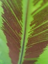 Spore fern leaf Royalty Free Stock Photo