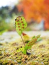 Spore fern Royalty Free Stock Photo