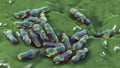 Spore-forming bacteria Clostridium