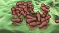 Spore-forming bacteria Clostridium