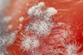 Spores of fungus on red spoiled tomato macro Royalty Free Stock Photo